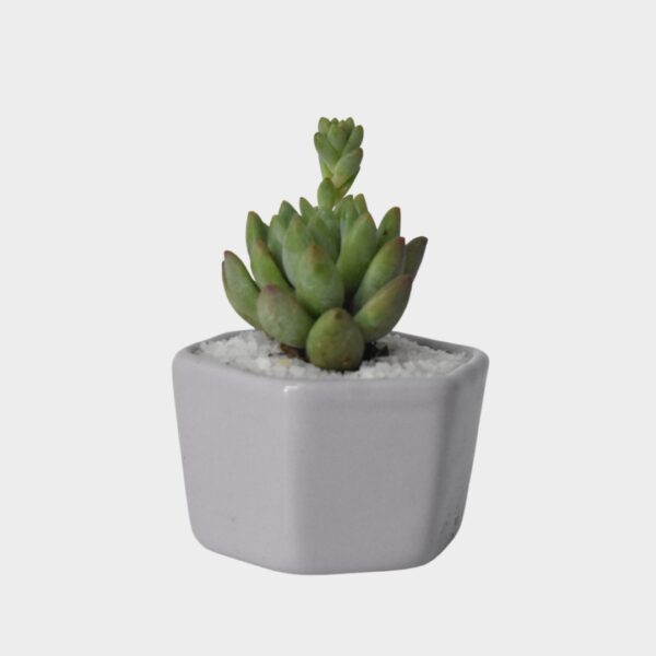 Mini Suculenta en Maceta Hexagonal