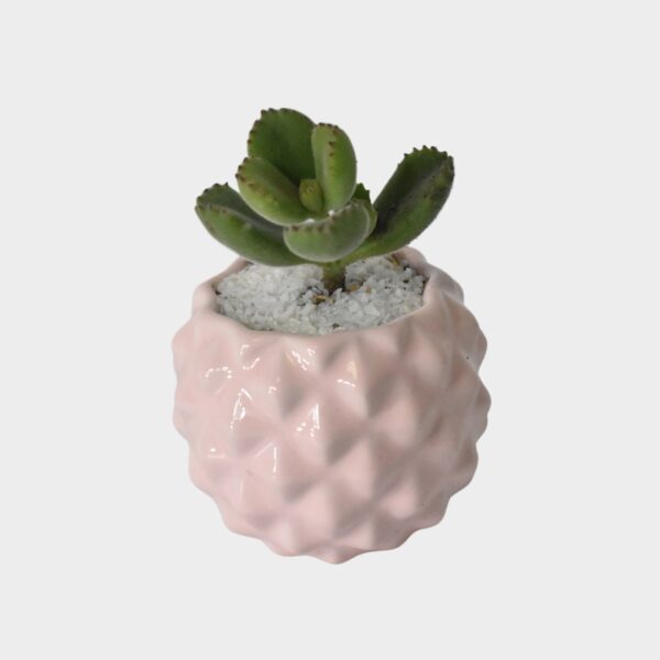 Mini Suculenta en Maceta Rosa con Diseño Texturizado