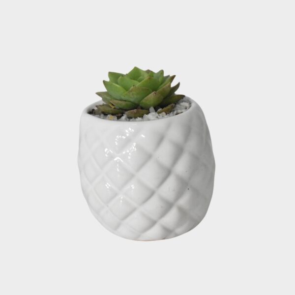 Mini Suculenta en Maceta Blanca con Relieve