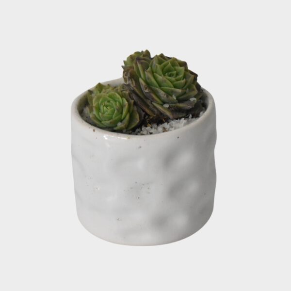 Suculenta Echeveria en Maceta Blanca